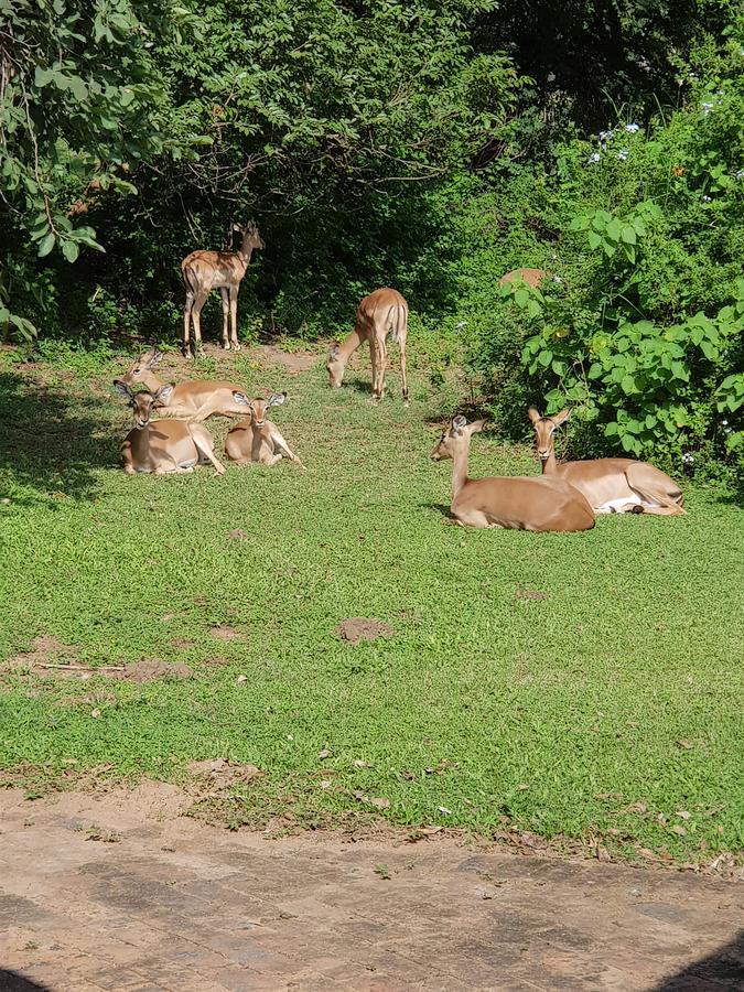 Kruger Park Lodge Unit No. 277 Hazyview Zewnętrze zdjęcie