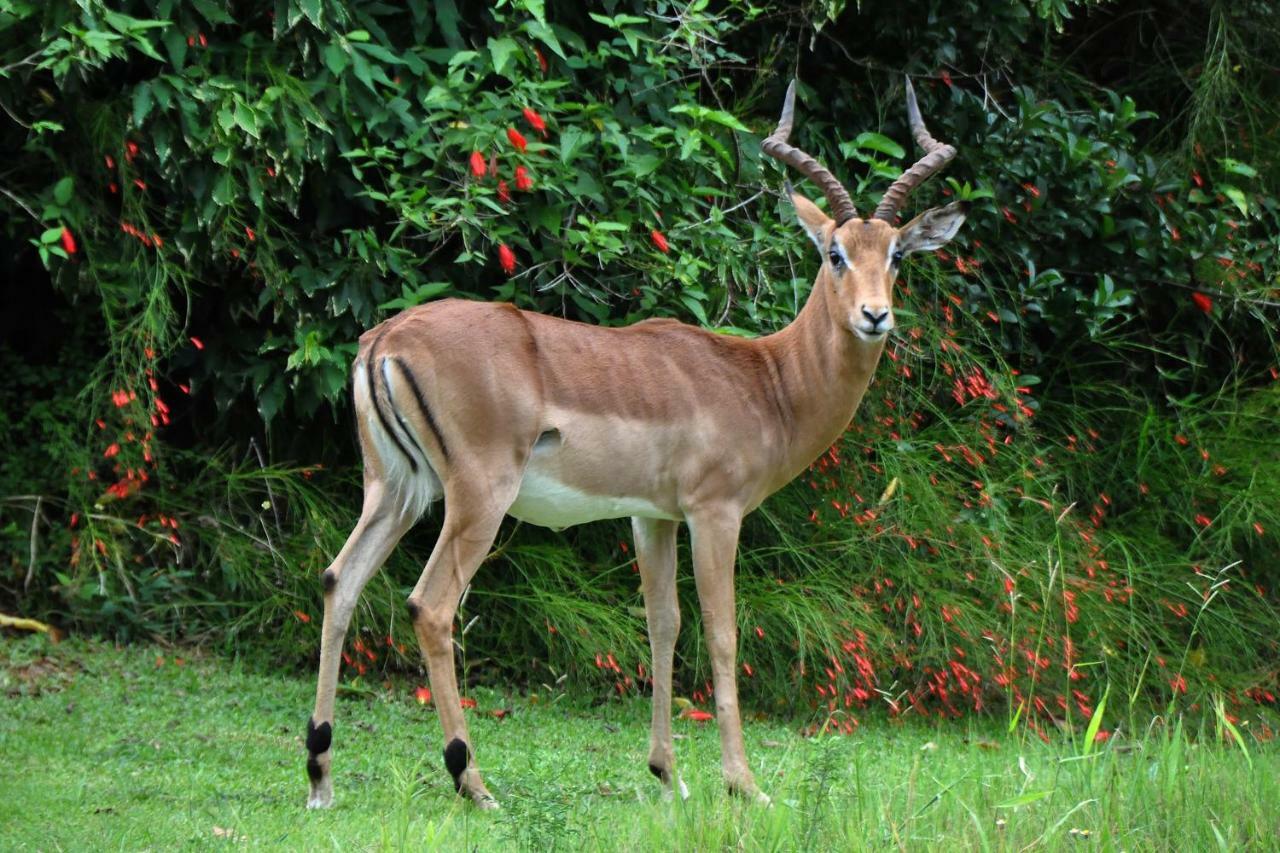 Kruger Park Lodge Unit No. 277 Hazyview Zewnętrze zdjęcie